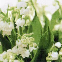 2632 - Lily of the valley