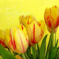4293 - Gule tulipaner