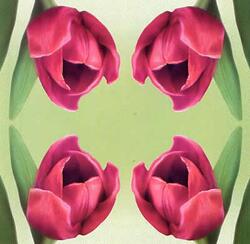 1771 - Tulipaner
