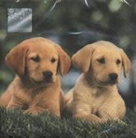 4520 - Twins - Hundehvalpe