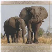 4143 - Elephants