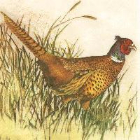4800 - Pheasant
