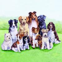 4935 - Pedigree Dogs