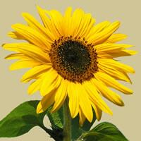4926 - Sunflower