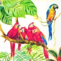 5065 - Parrots