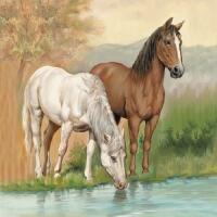 5265 - Heste drikker vand