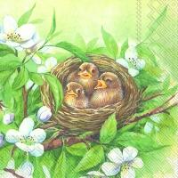 5278 - Chicks nesting