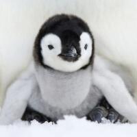 5378 - Pingvin unge