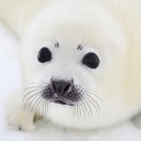 5379 - Baby Seal