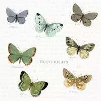 5492 - Butterflies