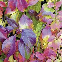 4044 - Autumn Leaves – Purple