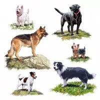 5535 - Seks forskellige hunderacer