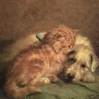5537 - Dog and Cat