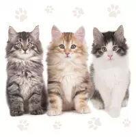 5614 - Three Beautiful Cats