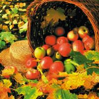 3956 - Æblekurv og efterårsfarver