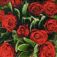 3865 - Rødt Rosen flor