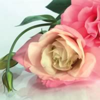 3675 - Roses pink