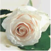 3404 - Sart lyserød rose