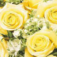 3397 - Yellow Roses