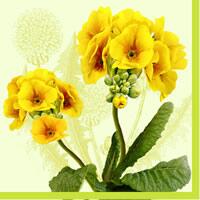 3287 - Yellow flowers