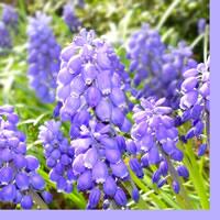 3064 - Purple flowers
