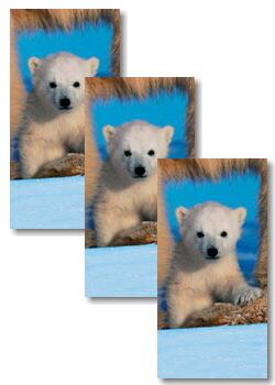 3051 - Polar bears - Handkerchief