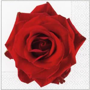 2807 - Stor rød rose