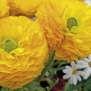 2791 - Yellow flowers