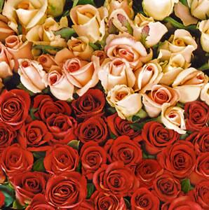 2637 - Lots of roses