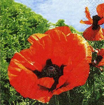 2454 - Red Poppies