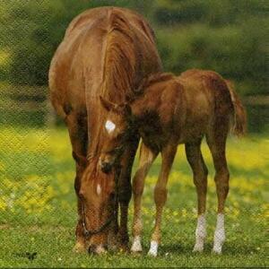 2417 - Horse and foal - Photo