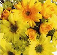 2197 - Yellow flowers