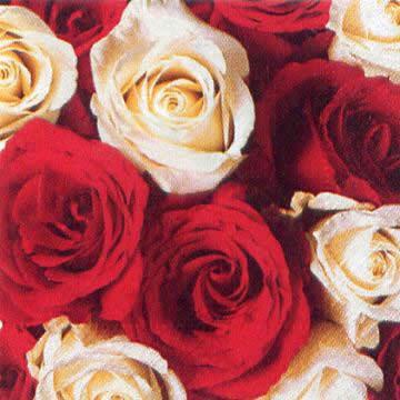 1847 - Røde og hvide roser