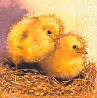 1567 – Disheveled chikens