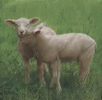 4229 - Loving lambs