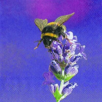 4227 -Bumblebee - Purple