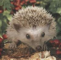 4429 - Hedgehog Bernie