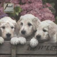4427 - Five puppies