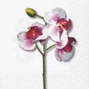 4541 - Classic Orchid White