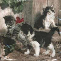 4641 - Kitties meeting