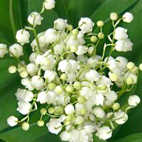 4927 - Lily of the valley