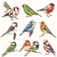 5365 - Collection of birds