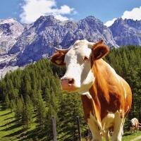 5456 - Alp cow