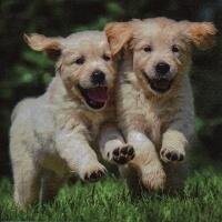 5436 - Happy Puppies