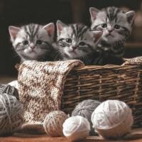 5443 - Striped Kittens