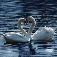 5455 - White Swans