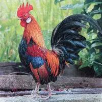5490 - Proud Rooster