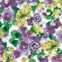 5545 - Pansy All Over Purple