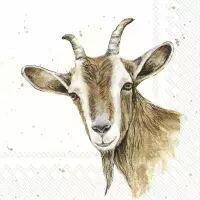 5555 - Farmfriends - Goat