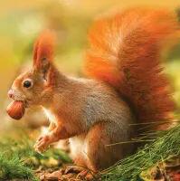 5560 - Red Squirrel